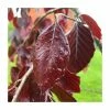 Fagus sylvatica 'Black Swan' | Weeping Purple Beech Tree | 12L Pot | 150-180cm | By Frank P Matthews 2 Fagus sylvatica 'Black Swan' | Weeping Purple Beech Tree | 12L Pot | 150-180cm | By Frank P Matthews -Ornamental Trees Shop TR9035 main image 506e
