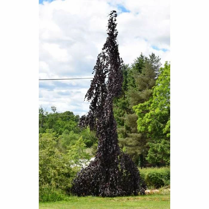 Fagus sylvatica 'Black Swan' | Weeping Purple Beech Tree | 12L Pot | 150-180cm | By Frank P Matthews 4 Fagus sylvatica 'Black Swan' | Weeping Purple Beech Tree | 12L Pot | 150-180cm | By Frank P Matthews - Image 2