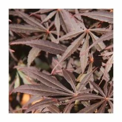Acer palmatum 'Suminagashi' | Japanese Maple Tree | 8.5L Pot | 100-130cm | By Frank P Matthews 7 Acer palmatum 'Suminagashi' | Japanese Maple Tree | 8.5L Pot | 100-130cm | By Frank P Matthews -Ornamental Trees Shop TR9039 add image 1 176c