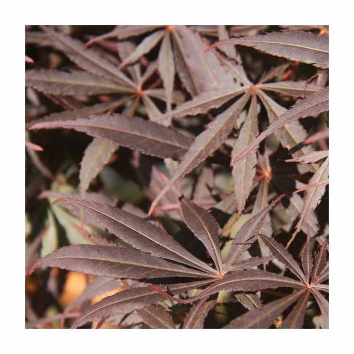 Acer palmatum 'Suminagashi' | Japanese Maple Tree | 8.5L Pot | 100-130cm | By Frank P Matthews 5 Acer palmatum 'Suminagashi' | Japanese Maple Tree | 8.5L Pot | 100-130cm | By Frank P Matthews - Image 3