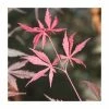 Acer palmatum 'Suminagashi' | Japanese Maple Tree | 8.5L Pot | 100-130cm | By Frank P Matthews 2 Acer palmatum 'Suminagashi' | Japanese Maple Tree | 8.5L Pot | 100-130cm | By Frank P Matthews -Ornamental Trees Shop TR9039 main image 75b6