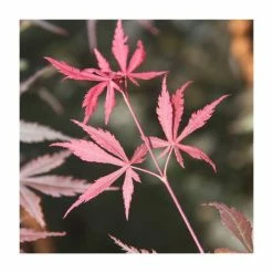 Acer palmatum 'Suminagashi' | Japanese Maple Tree | 8.5L Pot | 100-130cm | By Frank P Matthews