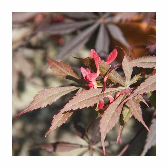 Acer palmatum 'Suminagashi' | Japanese Maple Tree | 8.5L Pot | 100-130cm | By Frank P Matthews 4 Acer palmatum 'Suminagashi' | Japanese Maple Tree | 8.5L Pot | 100-130cm | By Frank P Matthews - Image 2
