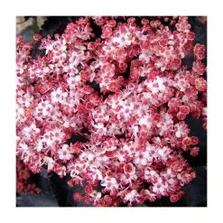 Sambucus nigra f. porphyrophylla black tower ('Eiffel 1') (PBR) | Black Tower Elder | 12L Pot (0.8-1m) | By Frank P Matthews