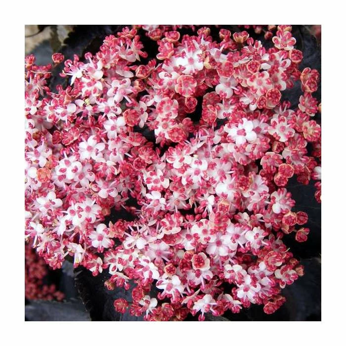 Sambucus nigra f. porphyrophylla black tower ('Eiffel 1') (PBR) | Black Tower Elder | 12L Pot (0.8-1m) | By Frank P Matthews 3 Sambucus nigra f. porphyrophylla black tower ('Eiffel 1') (PBR) | Black Tower Elder | 12L Pot (0.8-1m) | By Frank P Matthews