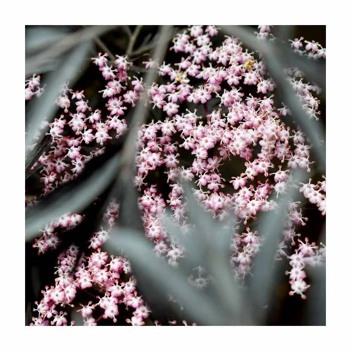 Sambucus nigra Black Beauty | 12L Pot | 150-180cm | By Frank P Matthews 3 Sambucus nigra Black Beauty | 12L Pot | 150-180cm | By Frank P Matthews