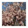 Prunus pendula f. ascendens 'Rosea' | Cherry Blossom Tree | 12L Pot | 150-180cm | By Frank P Matthews 2 Prunus pendula f. ascendens 'Rosea' | Cherry Blossom Tree | 12L Pot | 150-180cm | By Frank P Matthews -Ornamental Trees Shop TR9044 main image 7304
