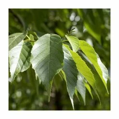 Alnus × spaethii | Aldar Tree | 12L Pot | 150-180cm | By Frank P Matthews