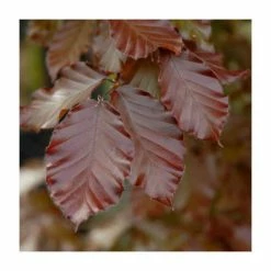 Fagus sylvatica ‘Midnight Feather’ (PBR) | 12L Pot | 150-180cm | By Frank P Matthews