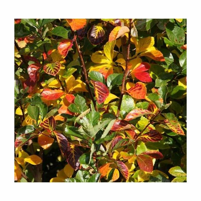 Crataegus prunifolia 'Splendens' | Frosted Hawthorn Tree | 12L Pot | 150-180cm | By Frank P Matthews 3 Crataegus prunifolia 'Splendens' | Frosted Hawthorn Tree | 12L Pot | 150-180cm | By Frank P Matthews