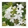 Viburnum plicatum ‘Tennessee’ | 7L Pot | 120-150cm | By Frank P Matthews -Ornamental Trees Shop TR9050 main image 481c