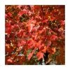 Acer rubrum 'Scanlon' | Red Maple Tree | 12L Pot | 150-180cm | By Frank P Matthews