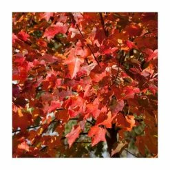 Acer rubrum 'Scanlon' | Red Maple Tree | 12L Pot | 150-180cm | By Frank P Matthews