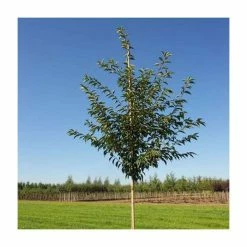 Prunus ‘Royal Flame’ (Mieke) (PBR) | Cherry Blossom Tree | 12L Pot | 150-180cm | By Frank P Matthews -Ornamental Trees Shop TR9053 add image 1 5e36