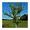Ulmus x Wingham | Elm Tree | 12L Pot | 150-180cm | By Frank P Matthews 1 Ulmus x Wingham | Elm Tree | 12L Pot | 150-180cm | By Frank P Matthews -Ornamental Trees Shop TR9056 main image d54a