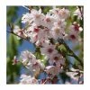 Prunus incisa 'Mikinori' | Fuji Cherry Blossom Tree | 11.5L Pot Top Worked at 45cm | By Frank P Matthews -Ornamental Trees Shop TR9057 main image be21