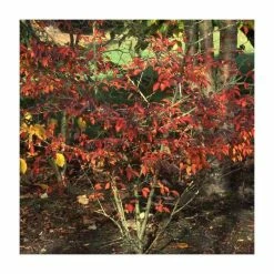 Prunus incisa 'Mikinori' | Fuji Cherry Blossom Tree | 11.5L Pot Top Worked at 45cm | By Frank P Matthews -Ornamental Trees Shop TR9057 rollover image 9b58