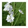 Prunus persica ‘Terute White’ | White Flowering Peach Tree | 12L Pot | 150-180cm | By Frank P Matthews -Ornamental Trees Shop TR9058 main image a33a