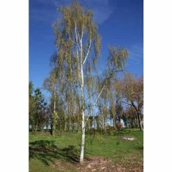Betula pendula subsp. pendula 'Tristis' | Birch Tree | 12L Pot | 150-180cm | By Frank P Matthews -Ornamental Trees Shop TR9059 rollover image 3d50