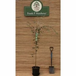 Sorbus folgneri 'Emiel' | 12L Pot | 150-180cm | By Frank P Matthews 7 Sorbus folgneri 'Emiel' | 12L Pot | 150-180cm | By Frank P Matthews -Ornamental Trees Shop TR9060 add image 1 bc8a