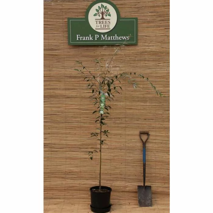 Sorbus folgneri 'Emiel' | 12L Pot | 150-180cm | By Frank P Matthews 5 Sorbus folgneri 'Emiel' | 12L Pot | 150-180cm | By Frank P Matthews - Image 3