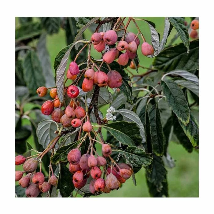 Sorbus folgneri 'Emiel' | 12L Pot | 150-180cm | By Frank P Matthews 3 Sorbus folgneri 'Emiel' | 12L Pot | 150-180cm | By Frank P Matthews