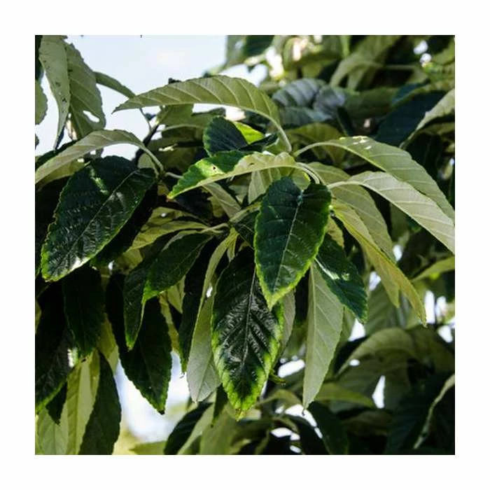 Sorbus folgneri 'Emiel' | 12L Pot | 150-180cm | By Frank P Matthews 4 Sorbus folgneri 'Emiel' | 12L Pot | 150-180cm | By Frank P Matthews - Image 2