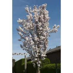 Prunus 'Amanogawa' | Cherry Blossom Tree 17 Prunus 'Amanogawa' | Cherry Blossom Tree -Ornamental Trees Shop gaar00399 f689