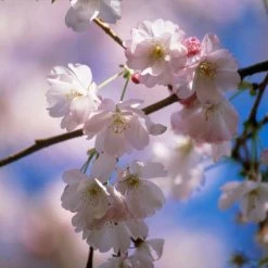 Prunus 'Amanogawa' | Cherry Blossom Tree 18 Prunus 'Amanogawa' | Cherry Blossom Tree -Ornamental Trees Shop sepa07527 ef8d