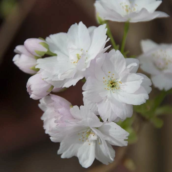 Prunus 'Amanogawa' | Cherry Blossom Tree 11 Prunus 'Amanogawa' | Cherry Blossom Tree - Image 9