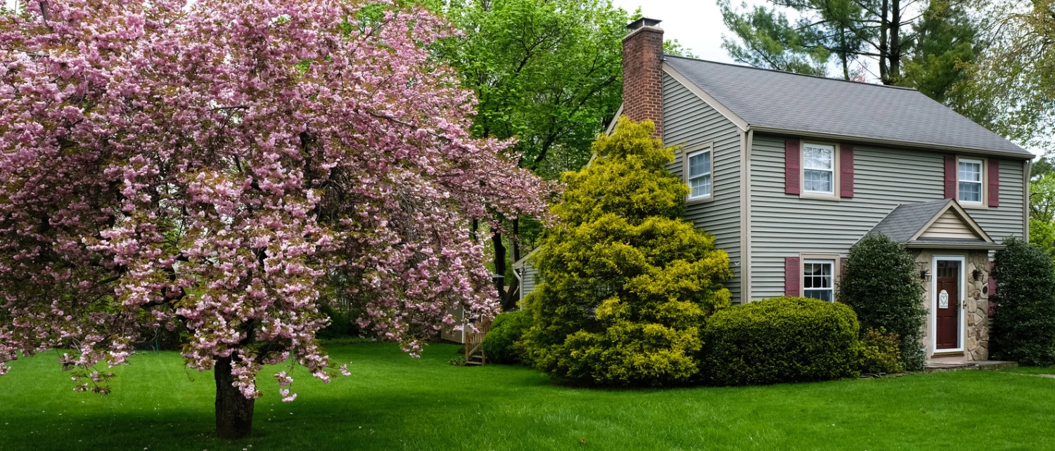 Ornamental Trees Shop -Ornamental Trees Shop 93