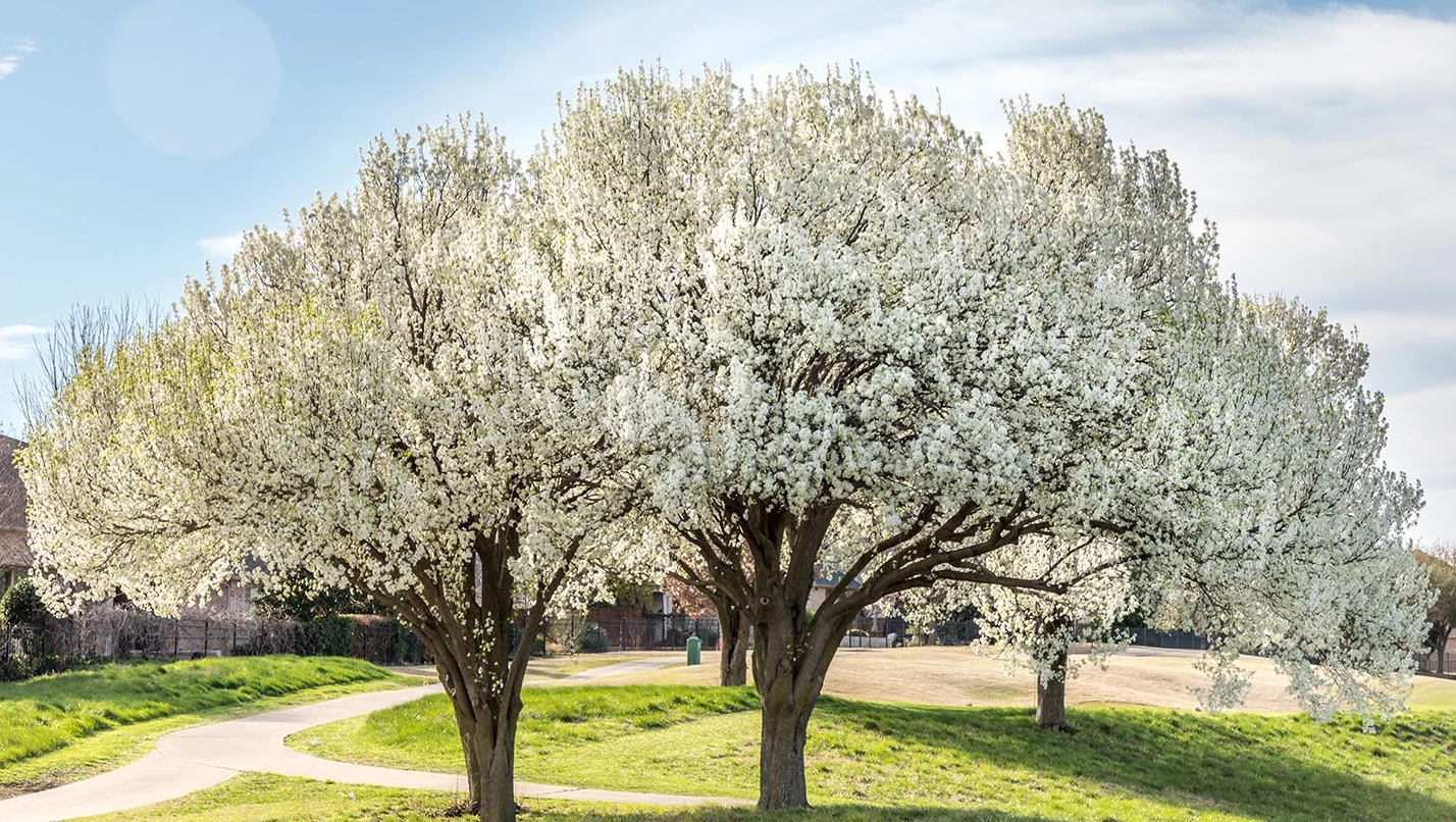 Ornamental Trees Shop -Ornamental Trees Shop 96